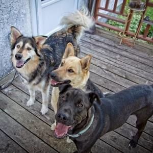 Meet your Posher, Joy